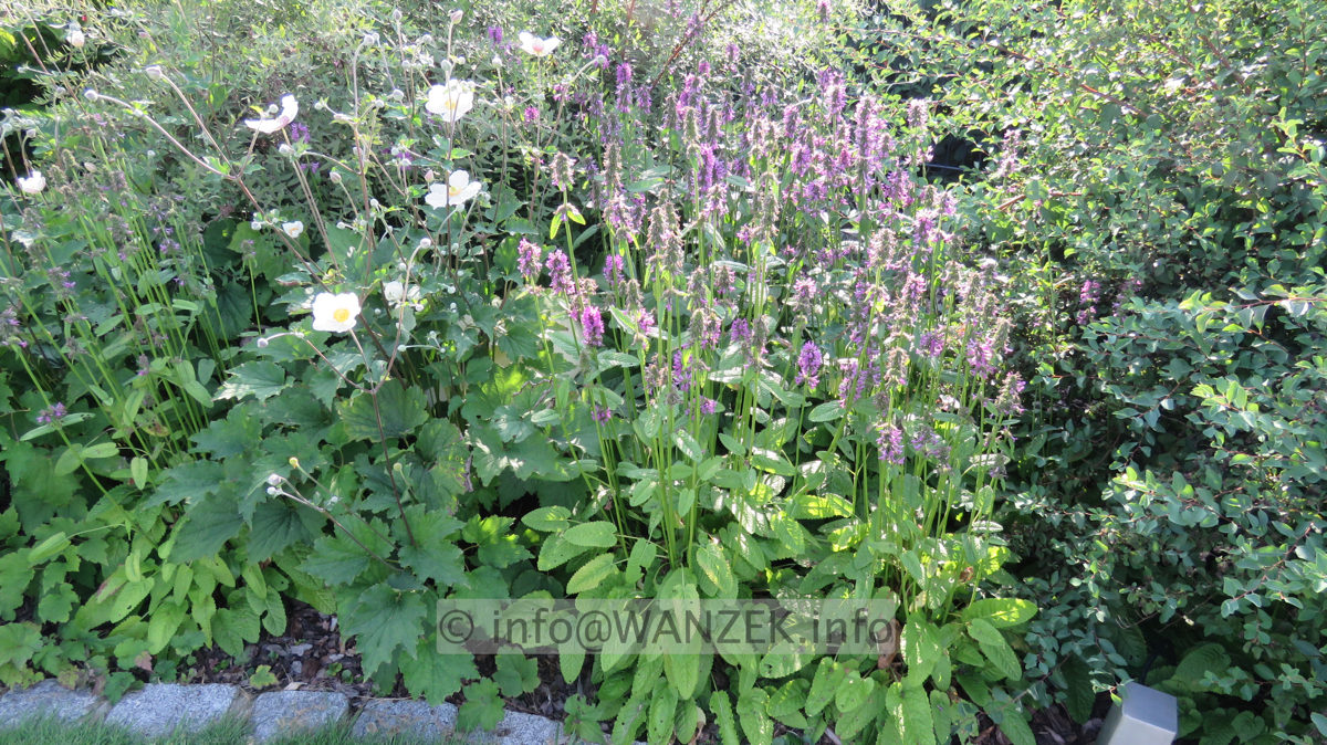 Stachys monerii Hummelo - fast verblueht.JPG